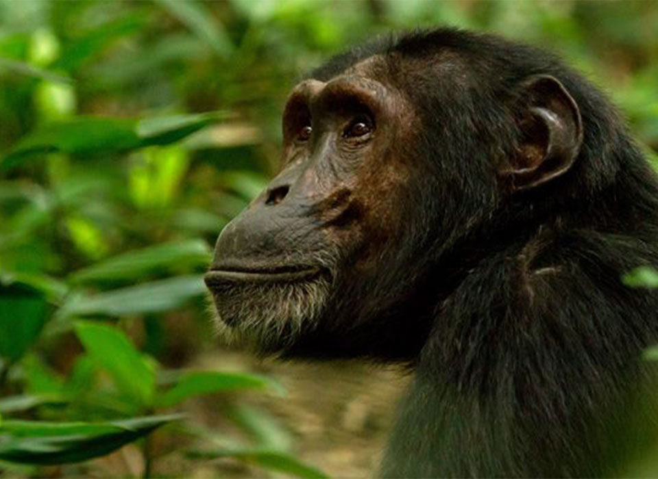 Is Uganda a Good Idea for a Primate Safari?