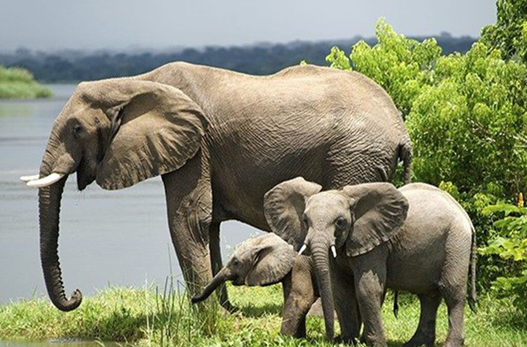 Uganda Safaris Beyond Gorilla Tracking in 2026