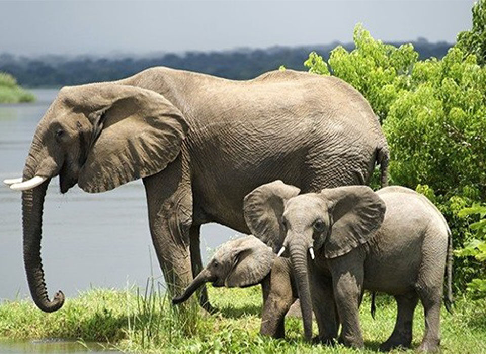 Uganda Safaris Beyond Gorilla Tracking in 2026