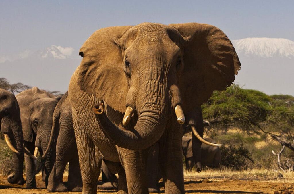 Steps to Follow While Booking a Uganda Safari