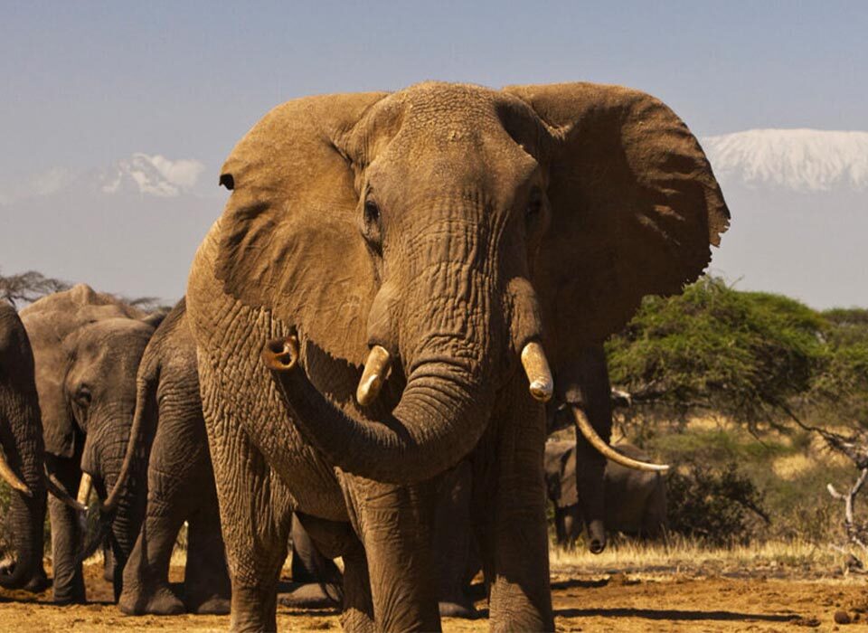 Steps to Follow While Booking a Uganda Safari