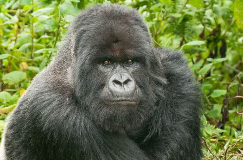 Best Time to Visit Virunga National Park