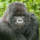 Best Time to Visit Virunga National Park