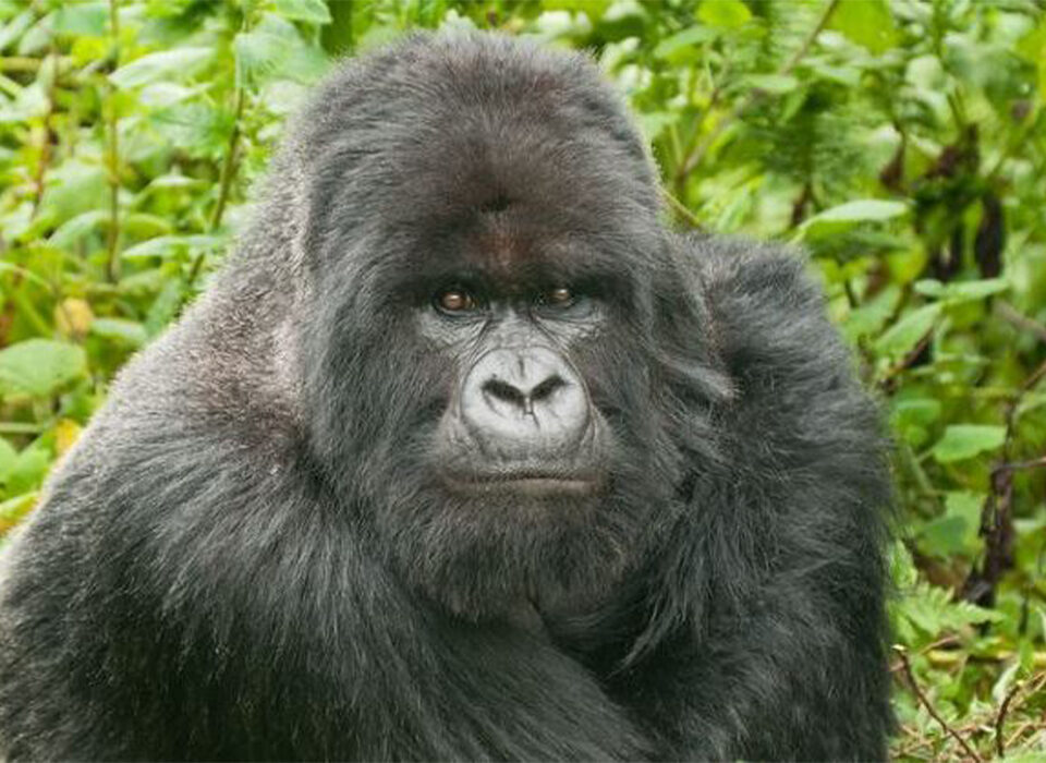 Best Time to Visit Virunga National Park