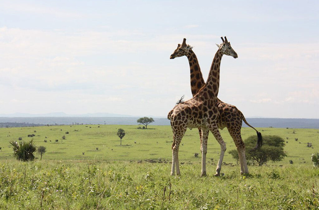 What to Do Apart from Gorilla Trekking in Uganda