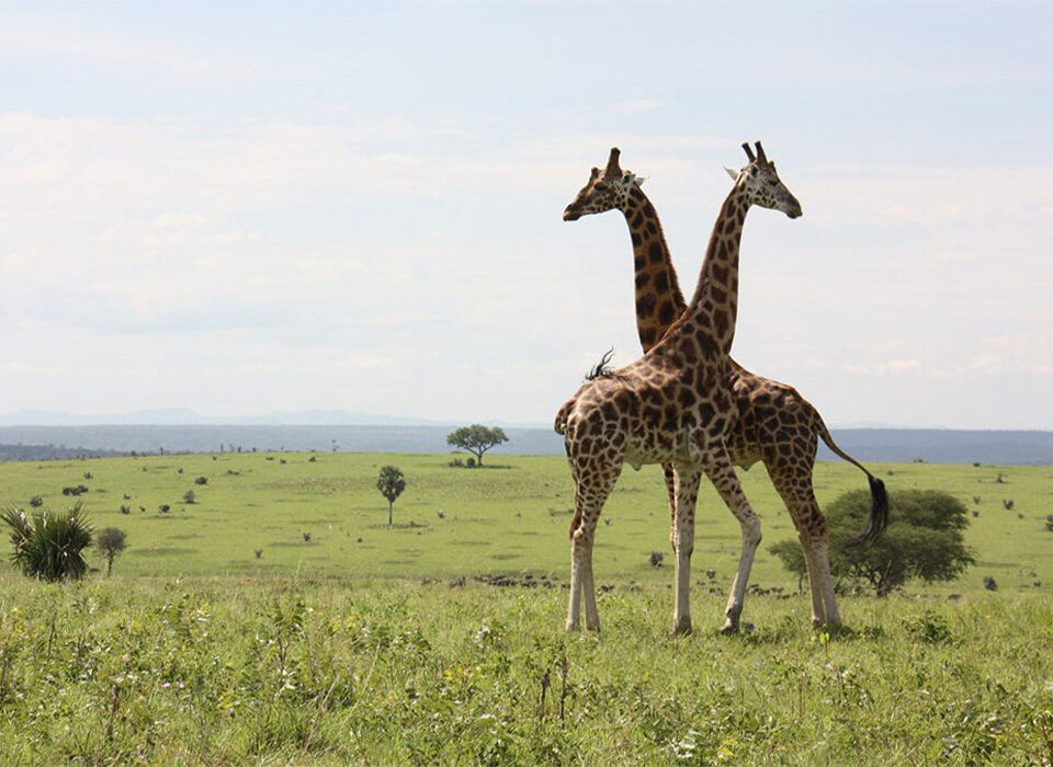 What to Do Apart from Gorilla Trekking in Uganda