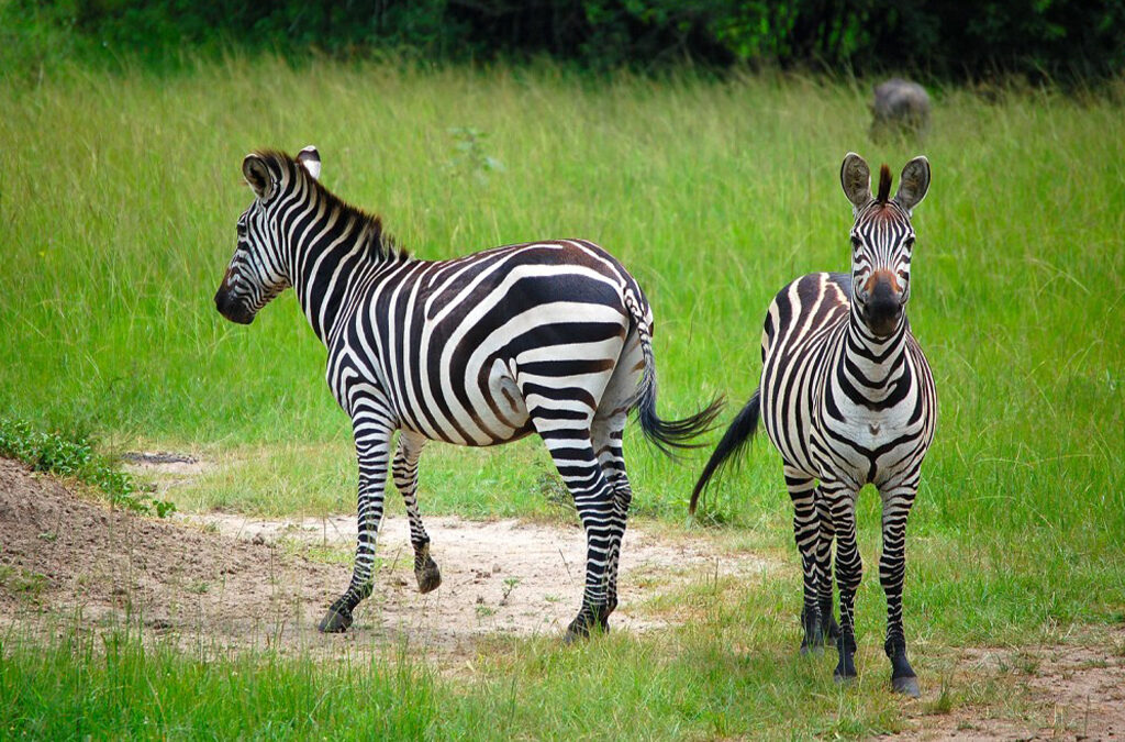 The Best Spots in Uganda to See Zebras