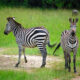 The Best Spots in Uganda to See Zebras