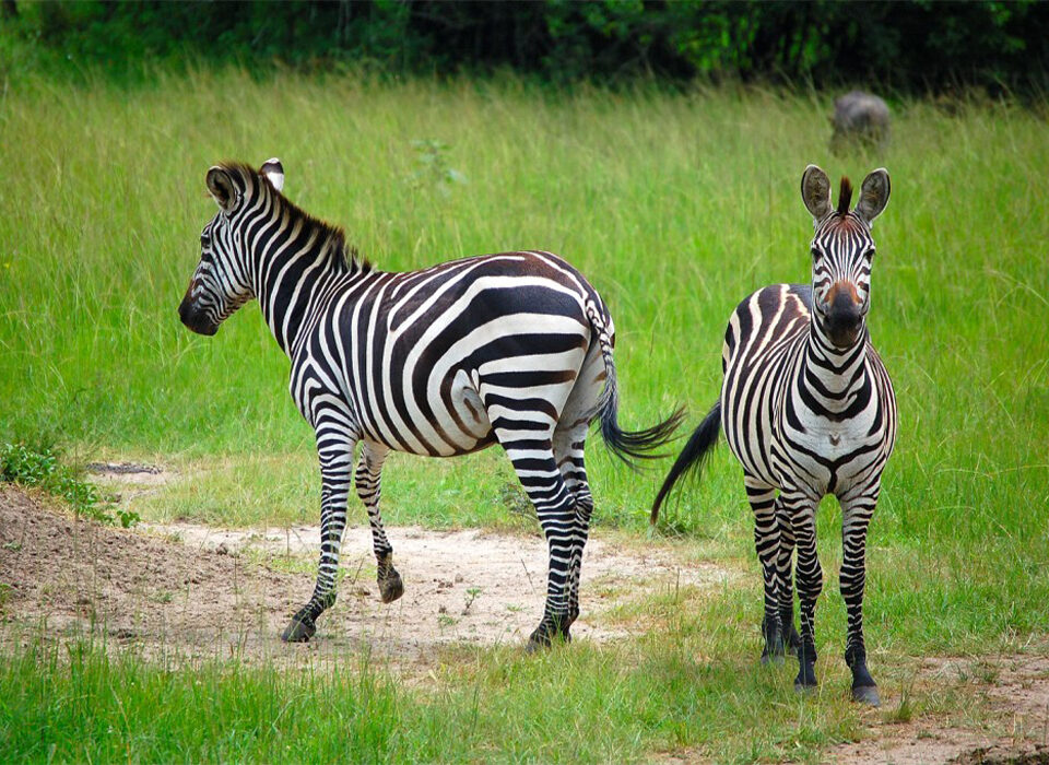 The Best Spots in Uganda to See Zebras