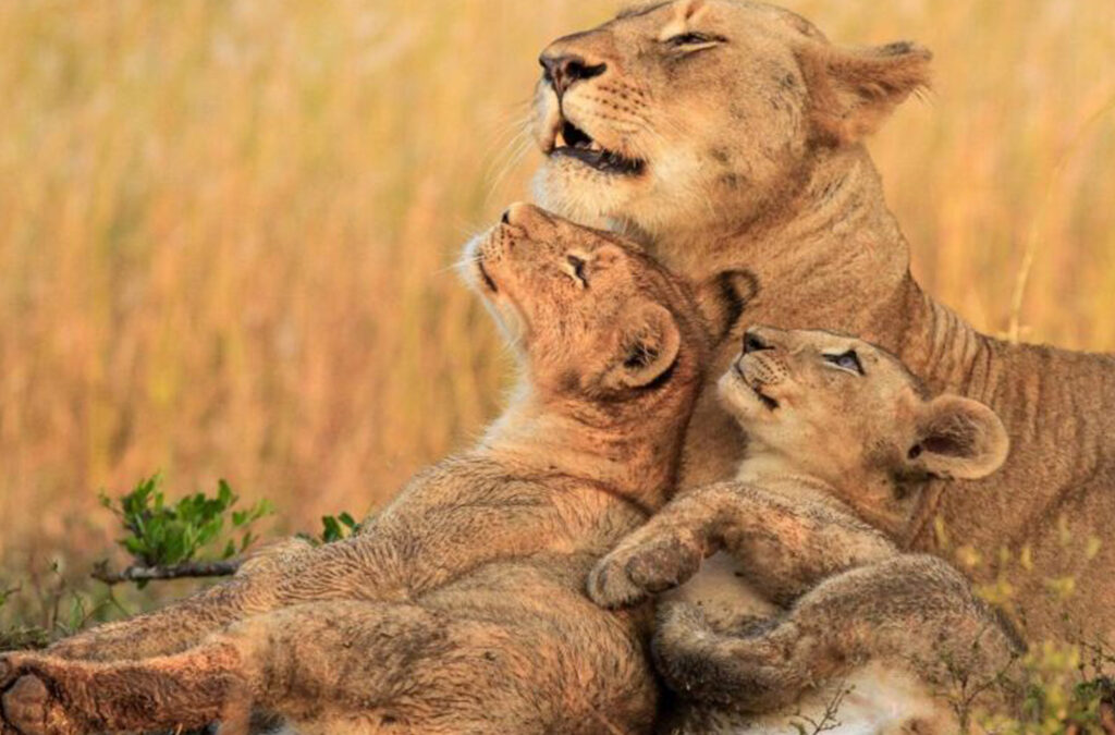 Wildlife Safari Experience in Uganda