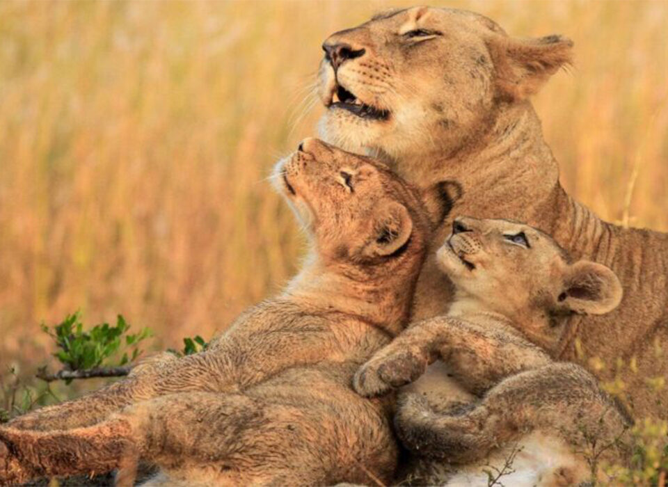 Wildlife Safari Experience in Uganda