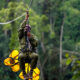 Zip Lining Through the Canopy in Nyungwe Forest