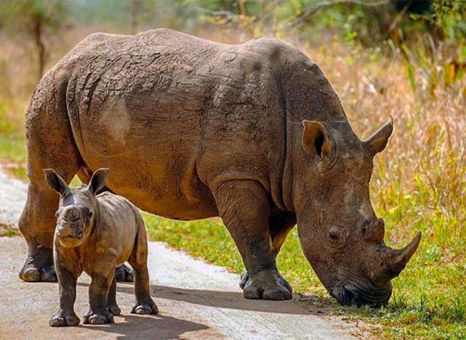 11 Days Gorillas, Rhinos & the Nile River