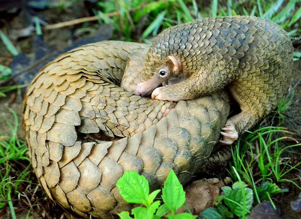 Animals to See in Bwindi Besides Gorillas