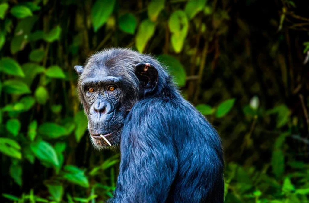 Are Gorillas Dangerous Creatures?