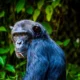 Are Gorillas Dangerous Creatures?