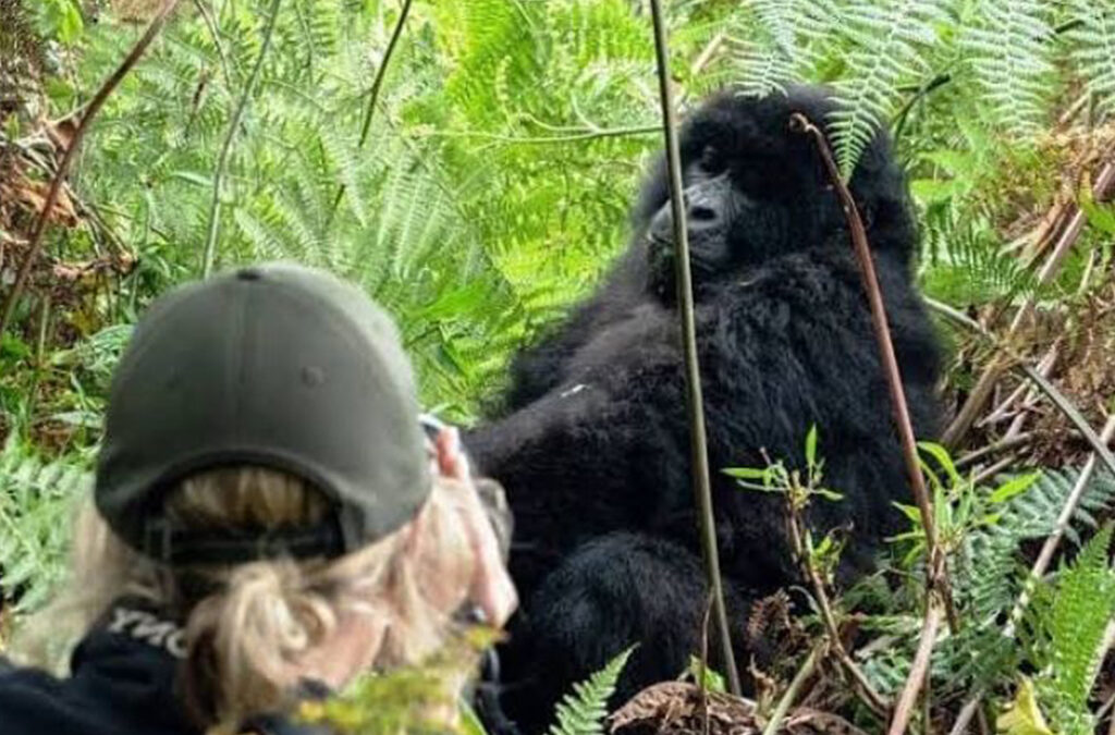 Celebrating Your Birthday Amongst Gorillas in Bwindi