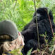 Celebrating Your Birthday Amongst Gorillas in Bwindi