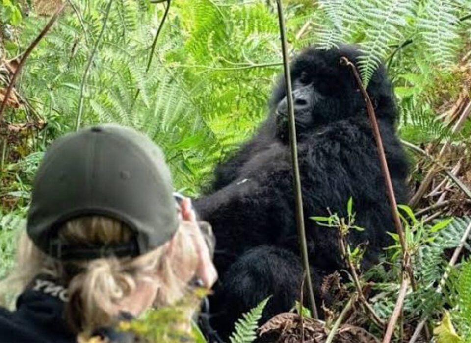 Celebrating Your Birthday Amongst Gorillas in Bwindi
