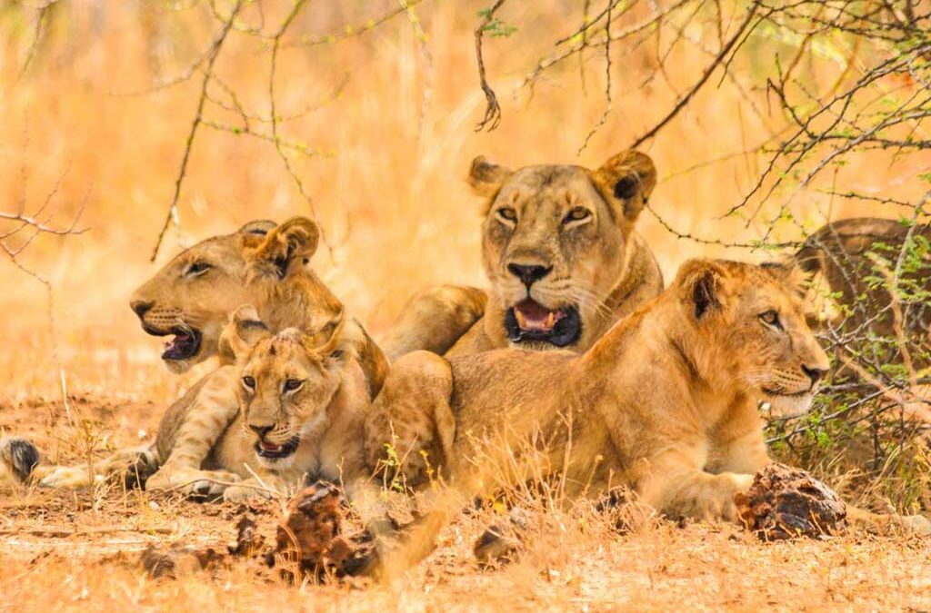 Big Five Safari in Queen Elizabeth National Park