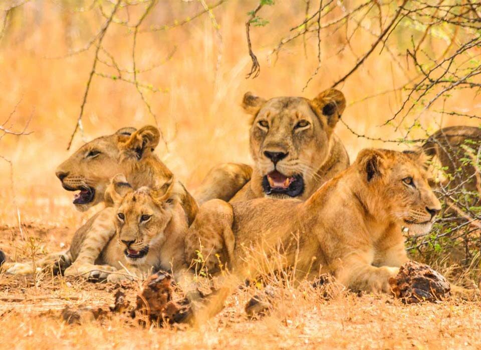 Big Five Safari in Queen Elizabeth National Park