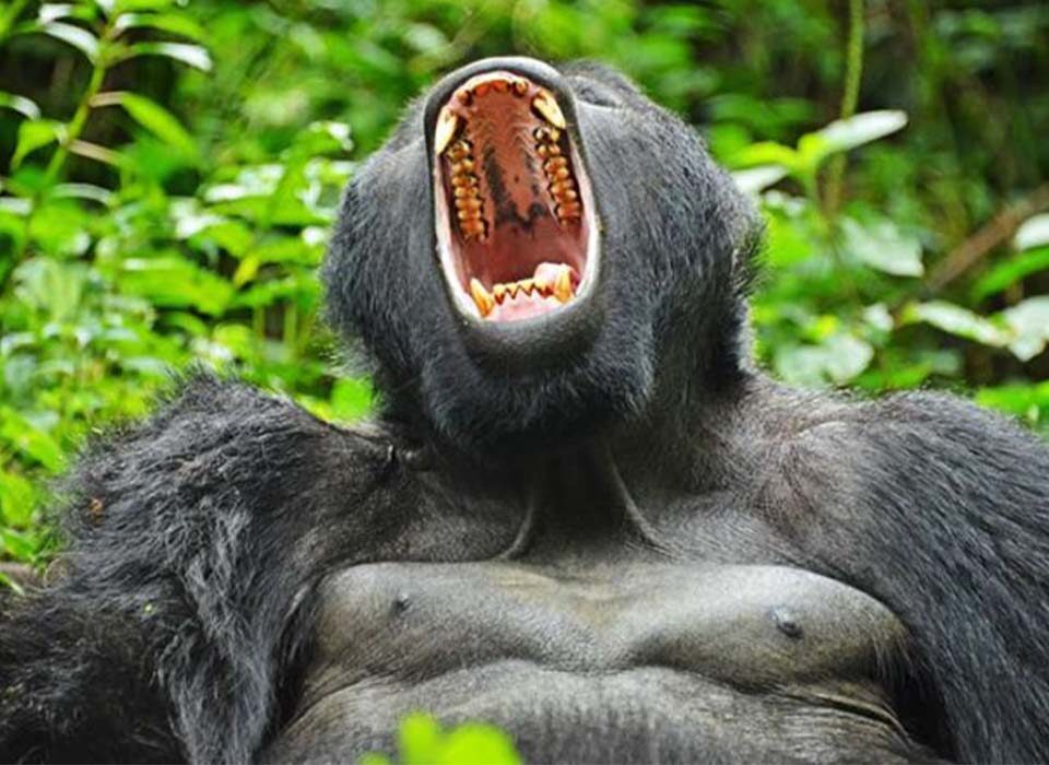 Bwindi’s Unique Selling Point