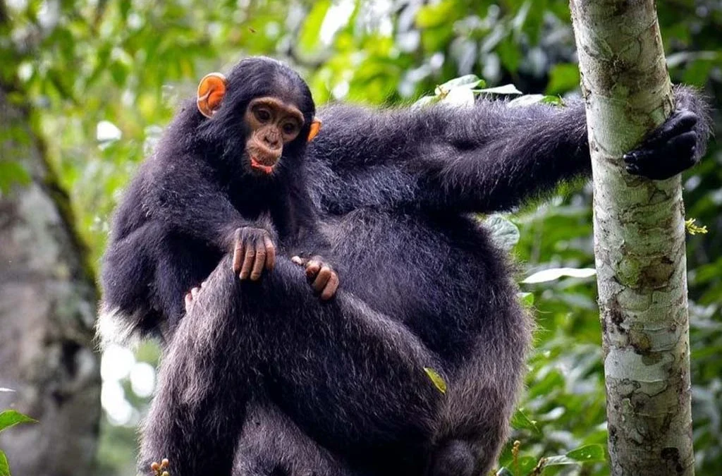 Chimpanzee Habituation Experience vs Regular Trekking