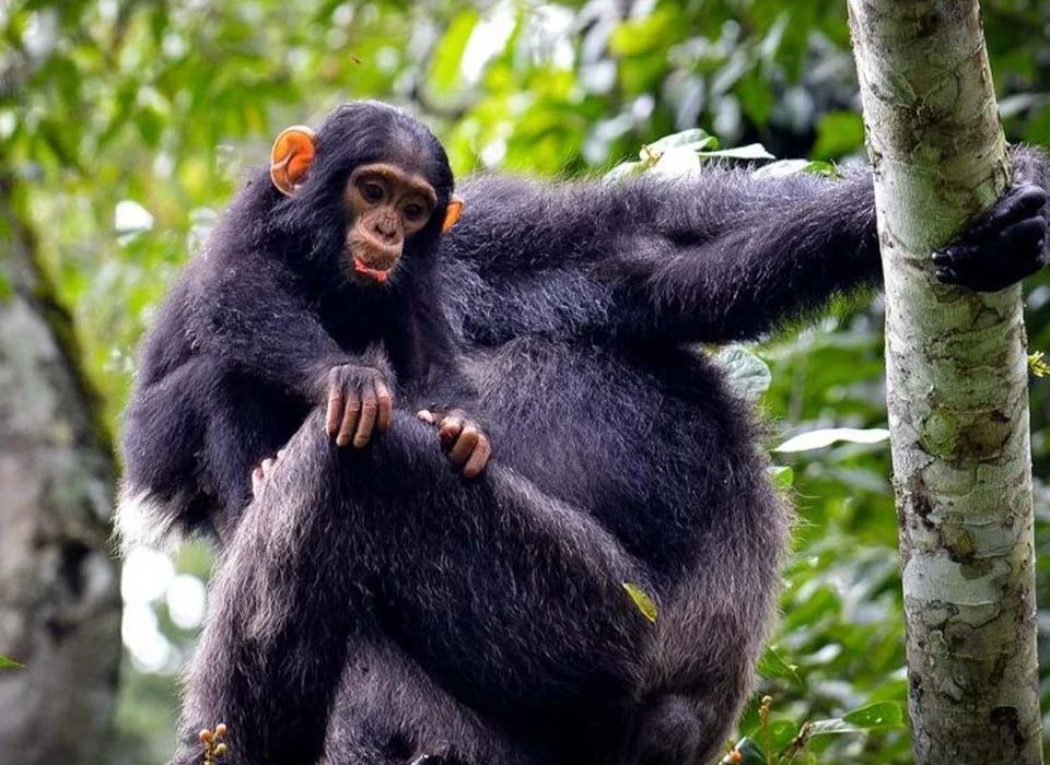 Chimpanzee Habituation Experience vs Regular Trekking
