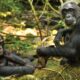 Chimpanzee Permit Inclusions and Exclusions