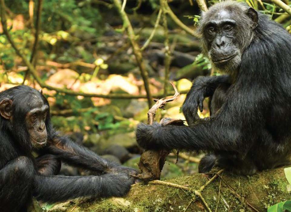 Chimpanzee Permit Inclusions and Exclusions