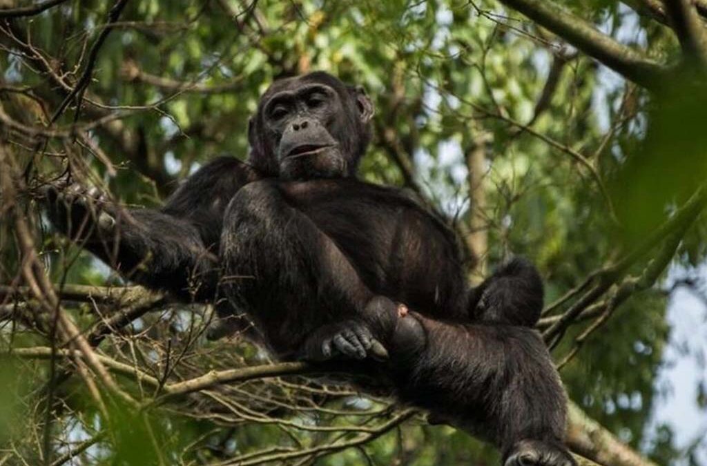 What to Know Before Chimpanzee Trekking in Uganda