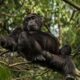 What to Know Before Chimpanzee Trekking in Uganda
