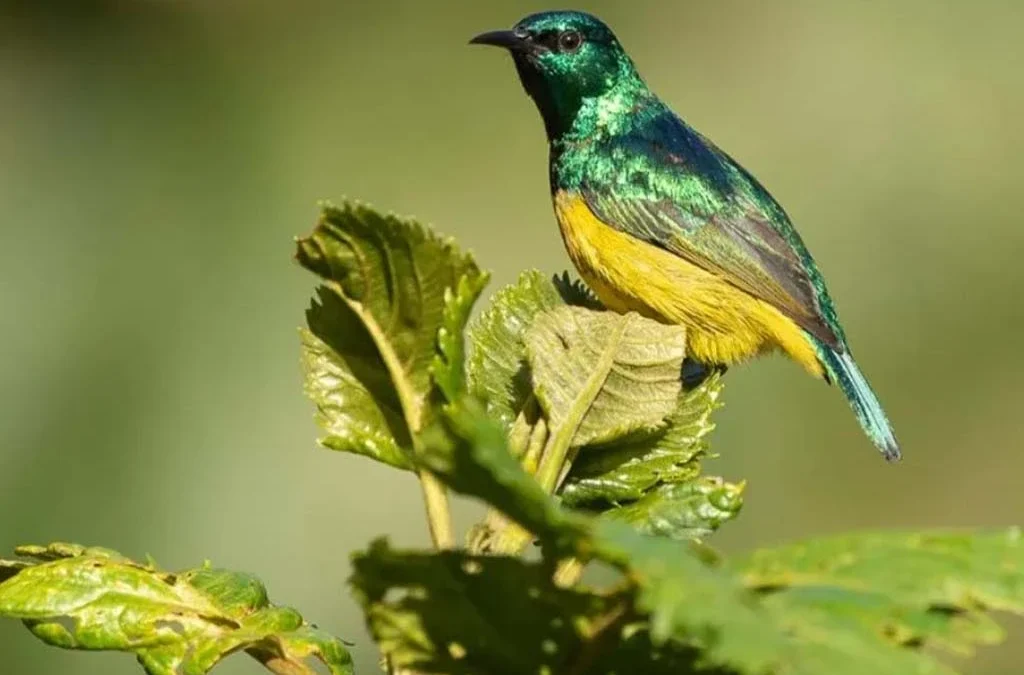 Exploring Mgahinga Beyond Gorillas