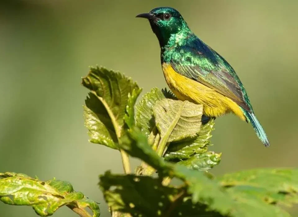 Exploring Mgahinga Beyond Gorillas