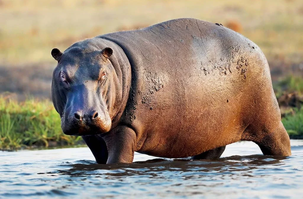 Fascinating Facts About the Hippopotamus