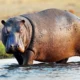 Fascinating Facts About the Hippopotamus