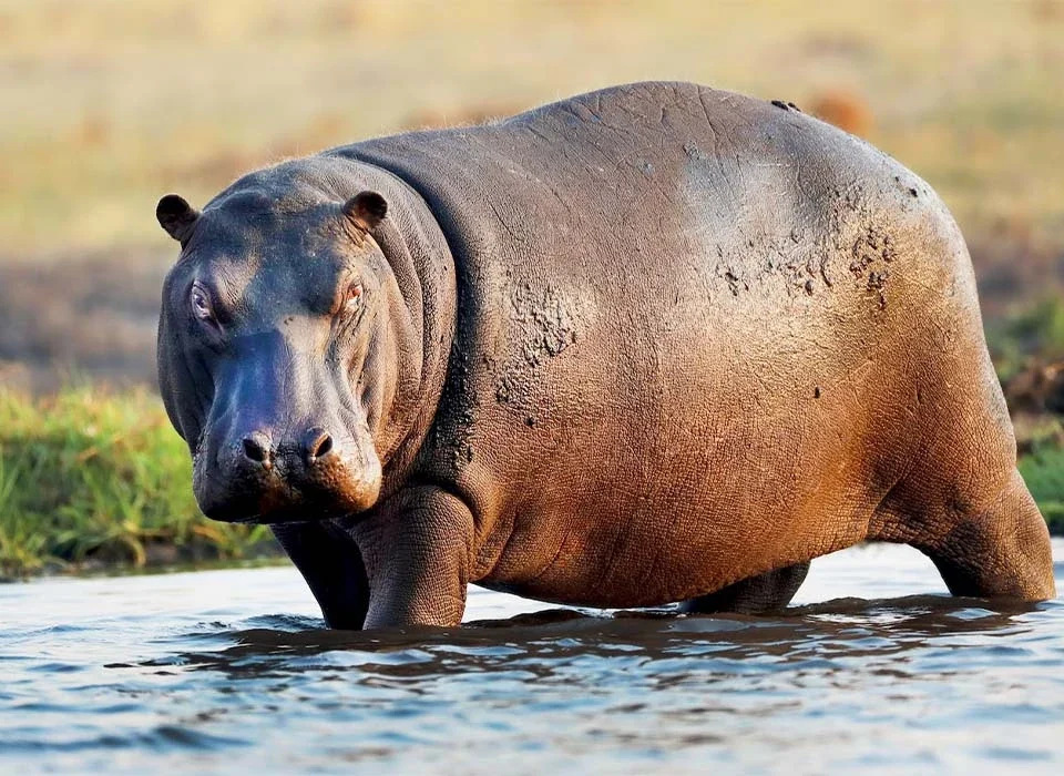 Fascinating Facts About the Hippopotamus