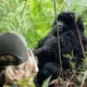 Gorilla Habituation Booking Considerations in Uganda