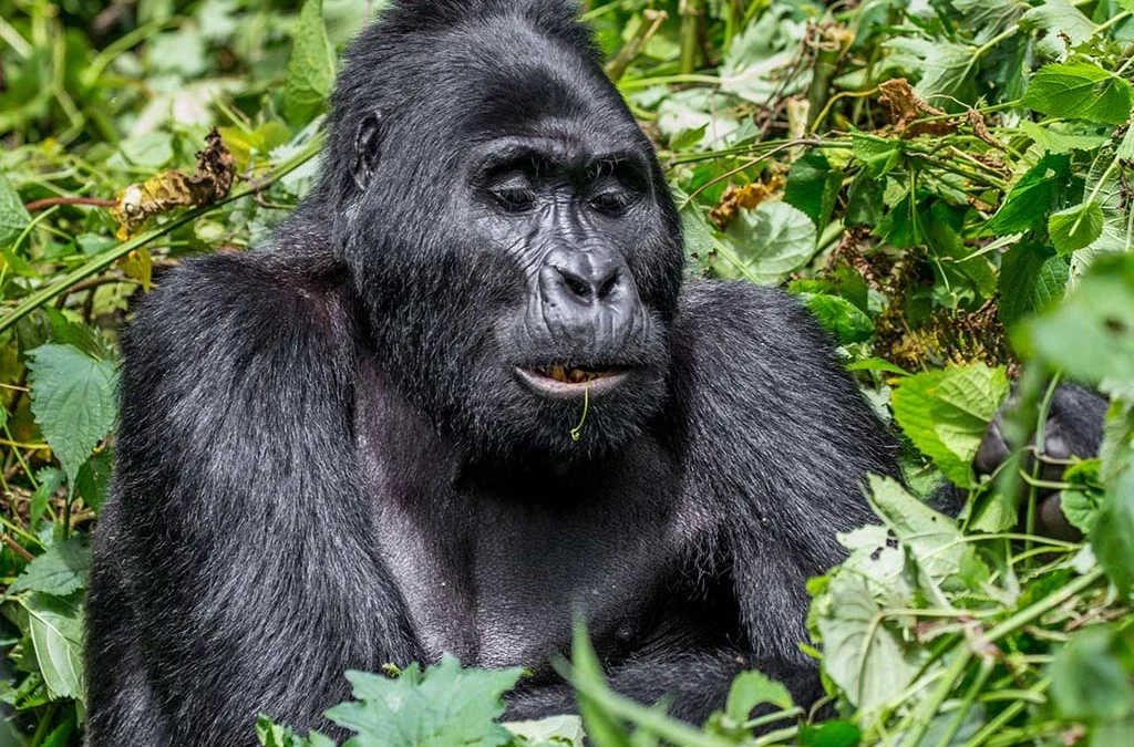 Ultimate Guide to Gorilla Trekking in Buhoma Sector of Bwindi