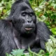 Ultimate Guide to Gorilla Trekking in Buhoma Sector of Bwindi