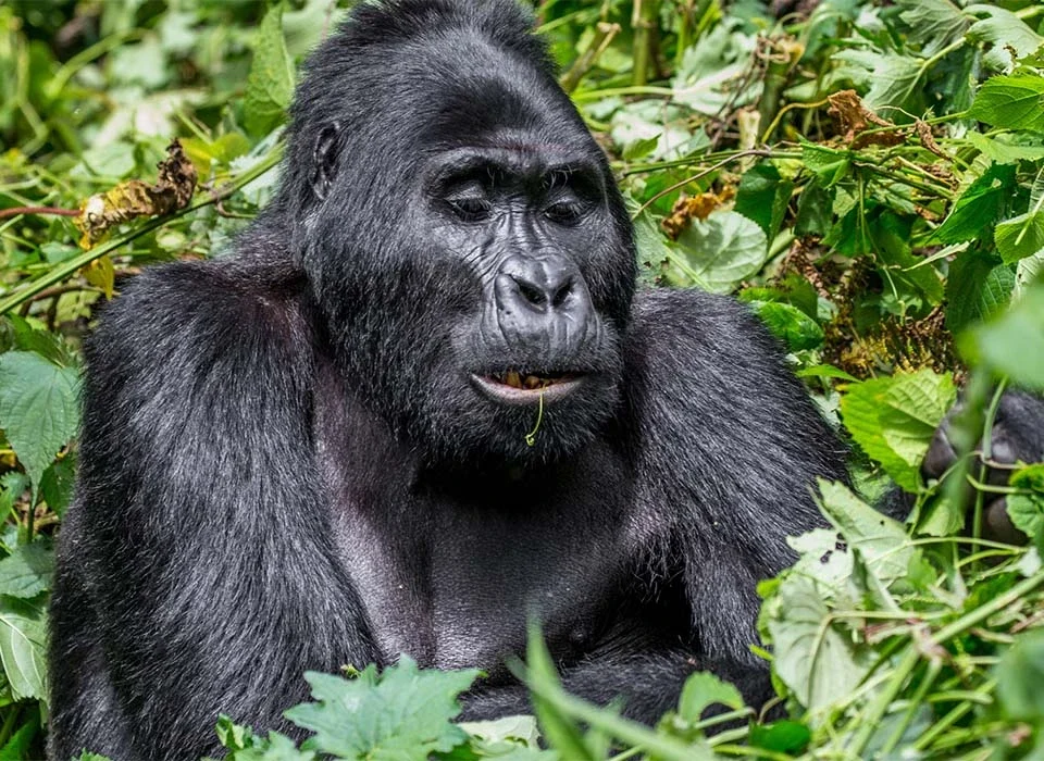 Ultimate Guide to Gorilla Trekking in Buhoma Sector of Bwindi