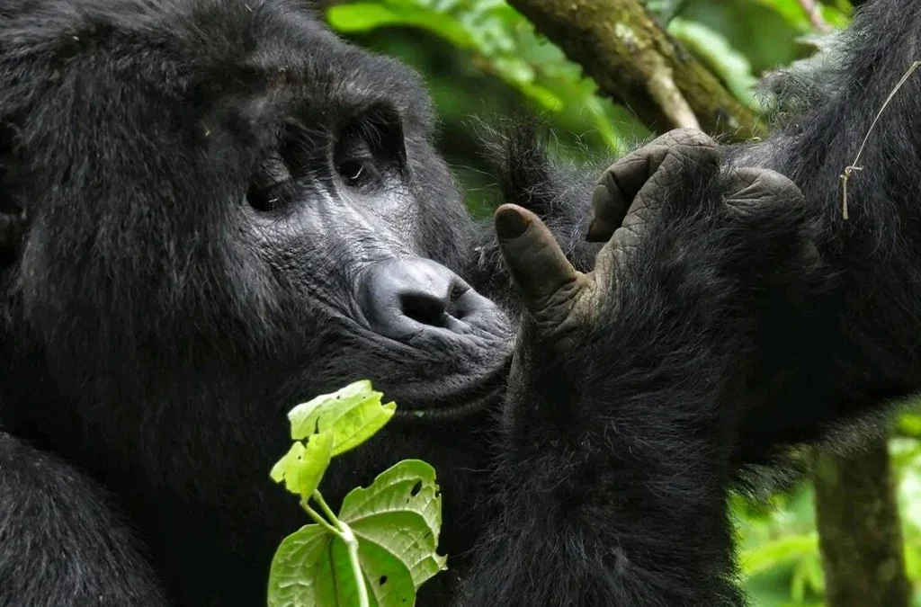 Gorilla Trekking Trends People Search for in 2026