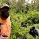 Gorilla Trekking for Nature Lovers