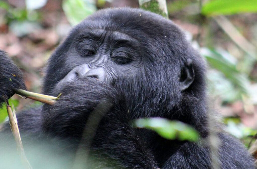 Can You Visit Gorillas in Uganda Without a Permit?