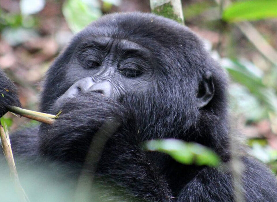 Can You Visit Gorillas in Uganda Without a Permit?