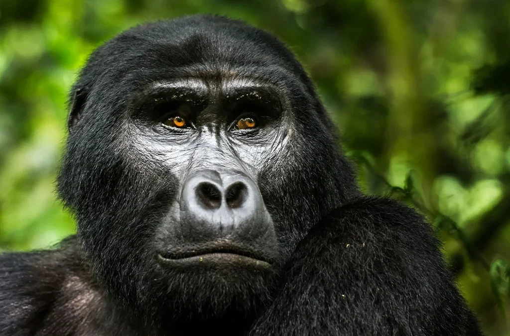 Gorilla trekking in Uganda success rate