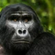 Gorilla trekking in Uganda success rate