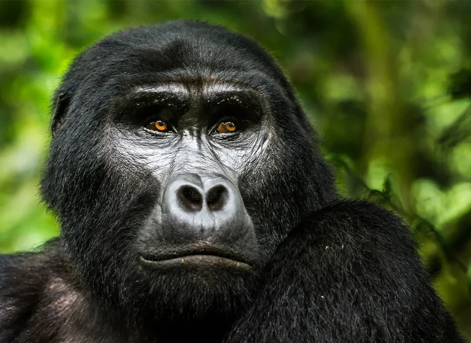 Gorilla trekking in Uganda success rate
