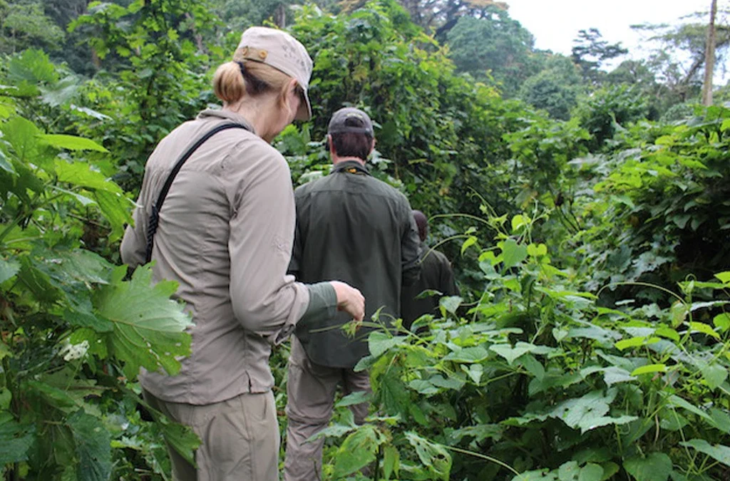 Hiking Adventures in Bwindi Impenetrable National Park