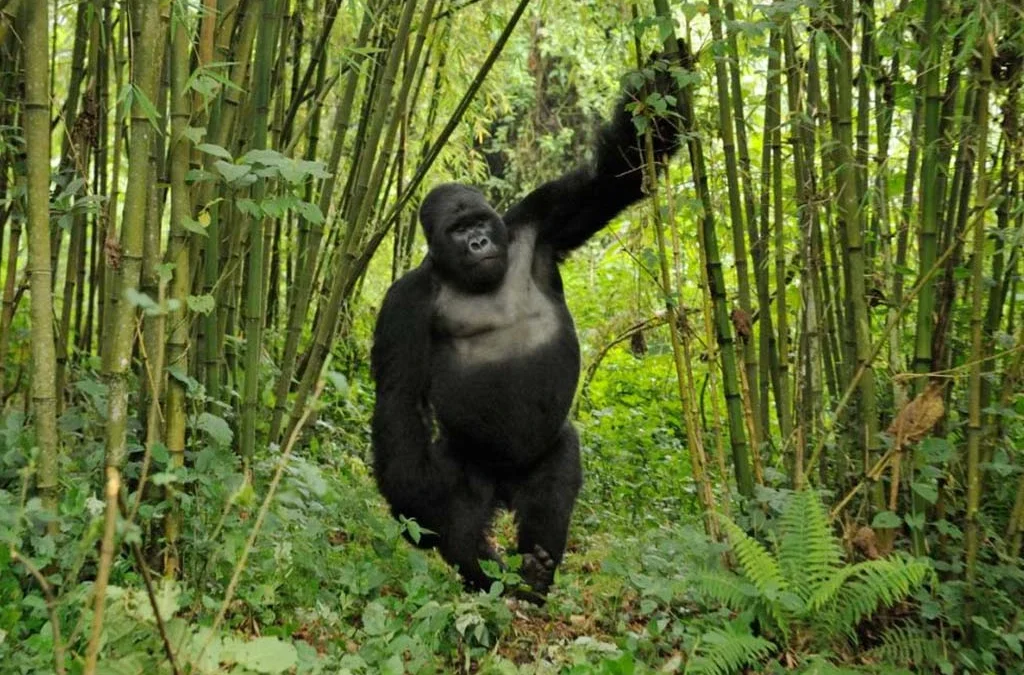 How Climate Change Affects Mountain Gorilla Habitats